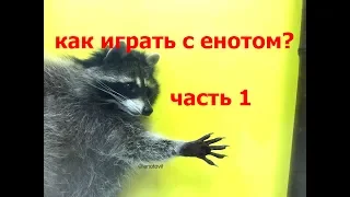 Как играть с енотом. Часть 1