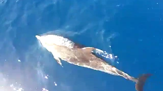 Delfine - Segeln im Atlantik