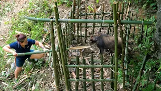 Making rudimentary traps to catch large wild boars | Survive Alone | survival instinct