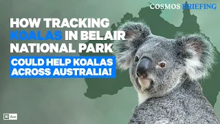 How Tracking Koalas in Belair National Park could Help Koalas Across Australia! | Cosmos Briefing