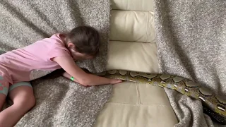 15ft Reticulated Python saying hello to 6 year old