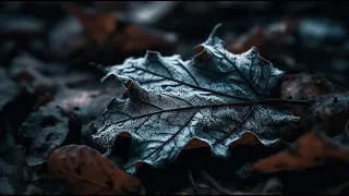 ORBIA - Frozen Leaves
