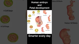 Fetal development #baby #maa #medical #fetaldevelopment #india #biologists #youtubeshorts  #maa