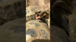 have you seen turtles having sex?