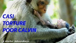 PITY BABY MONKEY CALVIN SO MUCH! CASI TORTURING BABY MK CALVIN! CALVIN DOSE NOT GET WARM LIKE CELINE
