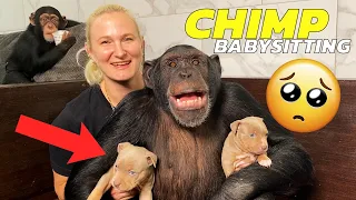 CHIMPANZEE MEETS BABY PUPPIES