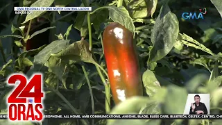 24 Oras Part 3: Nasasayang na bell pepper; tila UFO sa Bohol; pasyal tayo sa Malaysia;..., atbp.