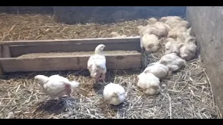 Поповнення господарства🐔🐔🐔😉