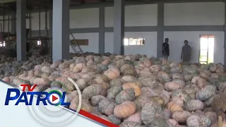 Tone-toneladang kalabasa 'di maibenta sa Nueva Ecija | TV Patrol