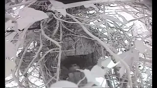 Robin laying it's 4th egg