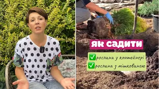 Чи потрібно розправляти коріння при посадці рослин? Як садити ?