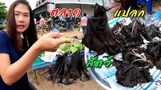 หลงฝน สปป.ลาว EP.9 ตลาดเก่าเช้าวังเวียง ของขายของป่าเยอะ Vang Vieng Market