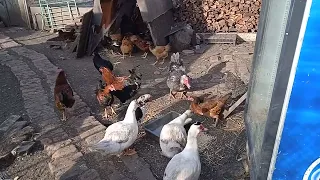 Кури, качки, гуси.