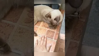 #catlover #cutecat #funnyvideo #love #cat #funnycats #cats #lovely #fannyanimals #cute