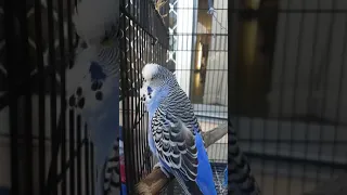 Rocky the talking budgie