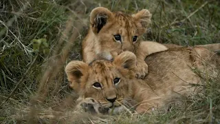 Unlock the Secrets of the African Lion - Watch to Enter the Contest!