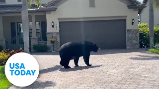 Bear roams through Florida golf course community | USA TODAY