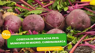 Cosecha de remolacha en Madrid, Cundinamarca - TvAgro por Juan Gonzalo Angel Restrepo