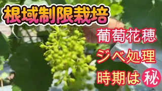 ブドウ栽培【満開とは、ジベレリン処理】プロの技術を家庭菜園でも使える様に解説。花の満開の見極め方、ジベレリン処理について、根域制限栽培ならではの枝葉管理。ナガノパープル、シャインマスカットで利用。