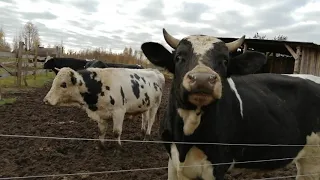 ОГРОМНЫЕ БЫКИ НА ОТКОРМЕ!В ГОСТЯХ У ФЕРМЕРА!