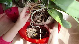 Когда нужно пересаживать орхидеи в больший горшок. Часть 1