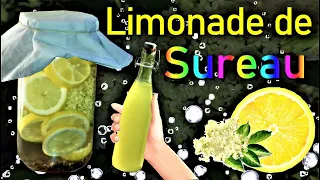 Comment faire sa limonade de fleurs de Sureau ? 🍸🍋🏵️💧