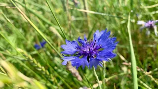 Polne kwiaty: Chabry i maki / Wildflowers: Cornflowers and Poppies