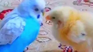 Cute 🥰 Birds in an Impossible Love Story! #birds#viral #parakeet#trending