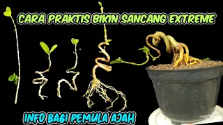 cara membuat sancang extreme//the programe spiral premna microphylla @gonesbonsai57