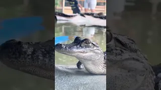 Amazing Baby Gator #shorts #alligator #gator #florida #gatorland