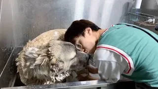 6 Months Of Central Asian Shepherd Dog Taking Bath By Asian Groomer 2021