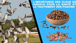 The importance of cloves for the health and treatment of pigeons