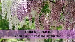 Анна Бреккель -  Белой акации гроздья душистые (Романс)