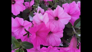 SUPERTUNIA VISTA - kwiaty na balkon - taras i rabaty - jak sadzić - jakie mają wymagania - petunie