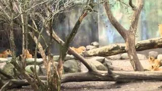 TMOH On The Road - Swillin' Malt Liqour At The Zoo