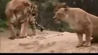 Lion vs Tiger Real Fight - One Will Die