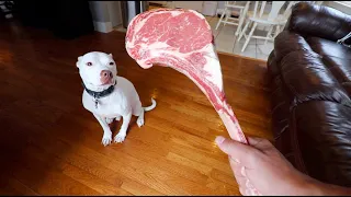 Feeding my Pitbull a $100 Steak