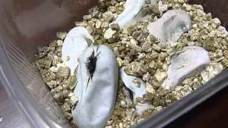 Grass snake eggs hatched Вылупление обыкновенного ужа