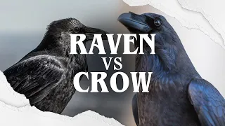 Raven VS Crow: The Battle of The Black Birds!