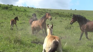 Жеребец разнимает кобыл