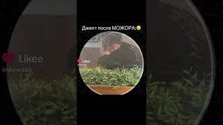 Джент после Мажора 🥲