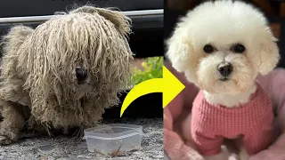 流浪狗毛發打結像拖把狗，狗獲救後華麗蛻化！Stray dog ​​with hair like a mop is asking for help and begging for food