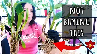 Why I don't buy bare root Cattleya Orchids.. except for these ones 🤭 Orchid Haul Watch S3E2