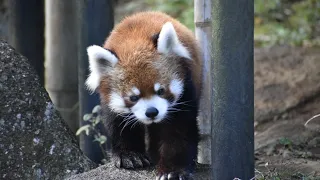 レッサーパンダ風太くん ちょっとこける／千葉市動物公園