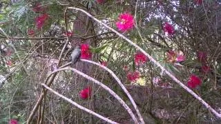 Anna's Hummingbird (Calypte anna) Strybing Arboretum, GG Park