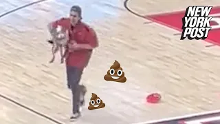 Dog poops on basketball court in major ‘foul’ | New York Post