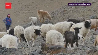 В Туве впервые в стране начали пользоваться овце-банком