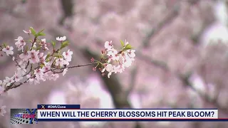 When will the Cherry Blossoms bloom in DC?