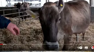 Бобошко 🐭, нумо порівняй цих двох корів і скажи яка з них твоя?🤣