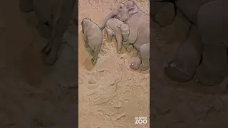 An Elephant calf snuggle puddle